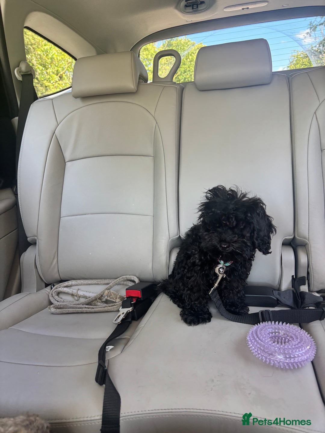 Cavapoo dogs for sale: Cavapoo 4 months old - Image 6
