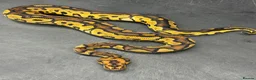 Python Snake reptiles for sale: Ball pythons  in Felixstowe - Advert 5