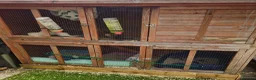 Ferret rodents for sale: 2 x ferrets and hutch food etc - Advert 3