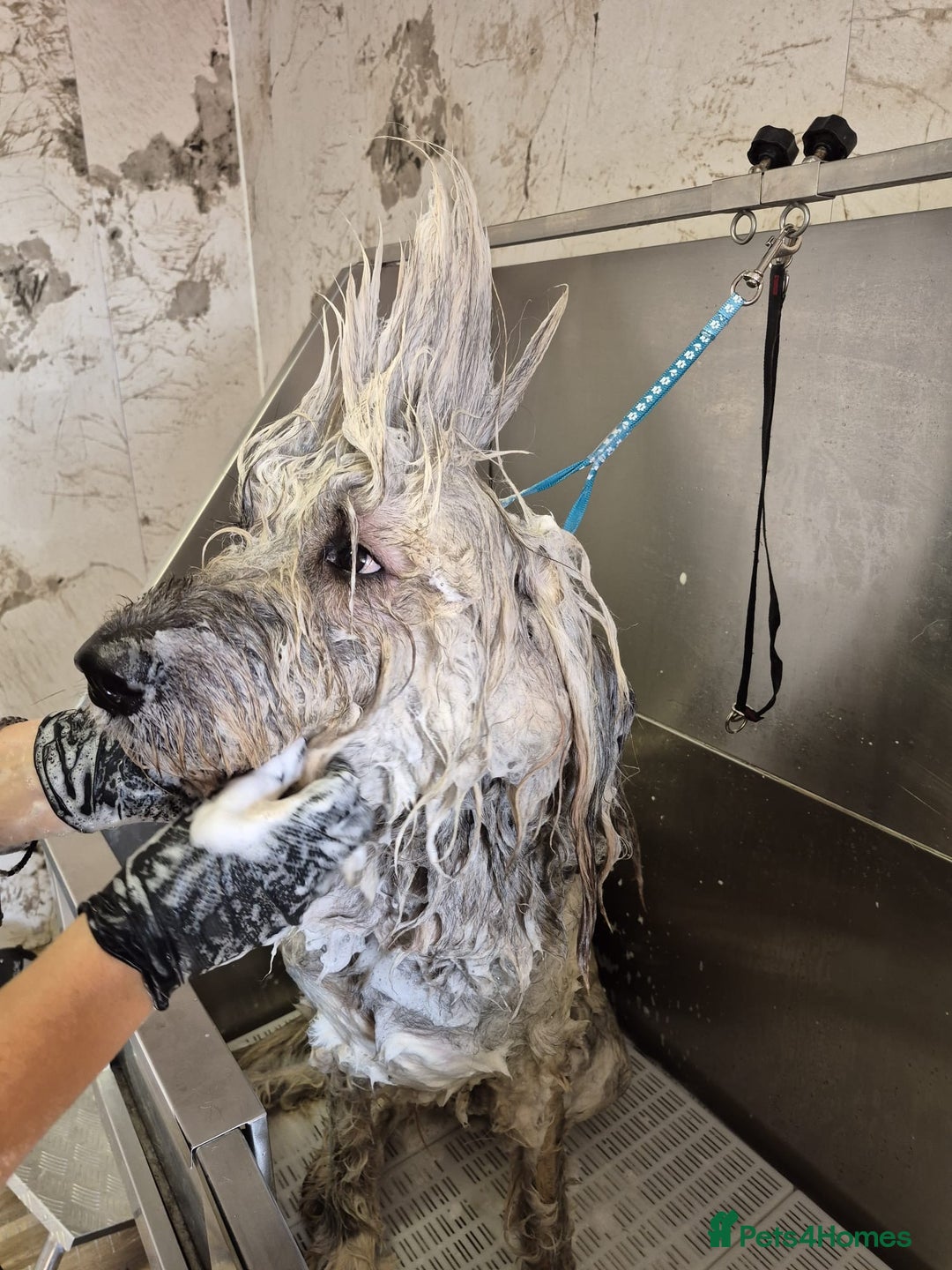 Mixed Breed dogs for adoption: 💚 Oscar - our bear boy💚 - Advert 15