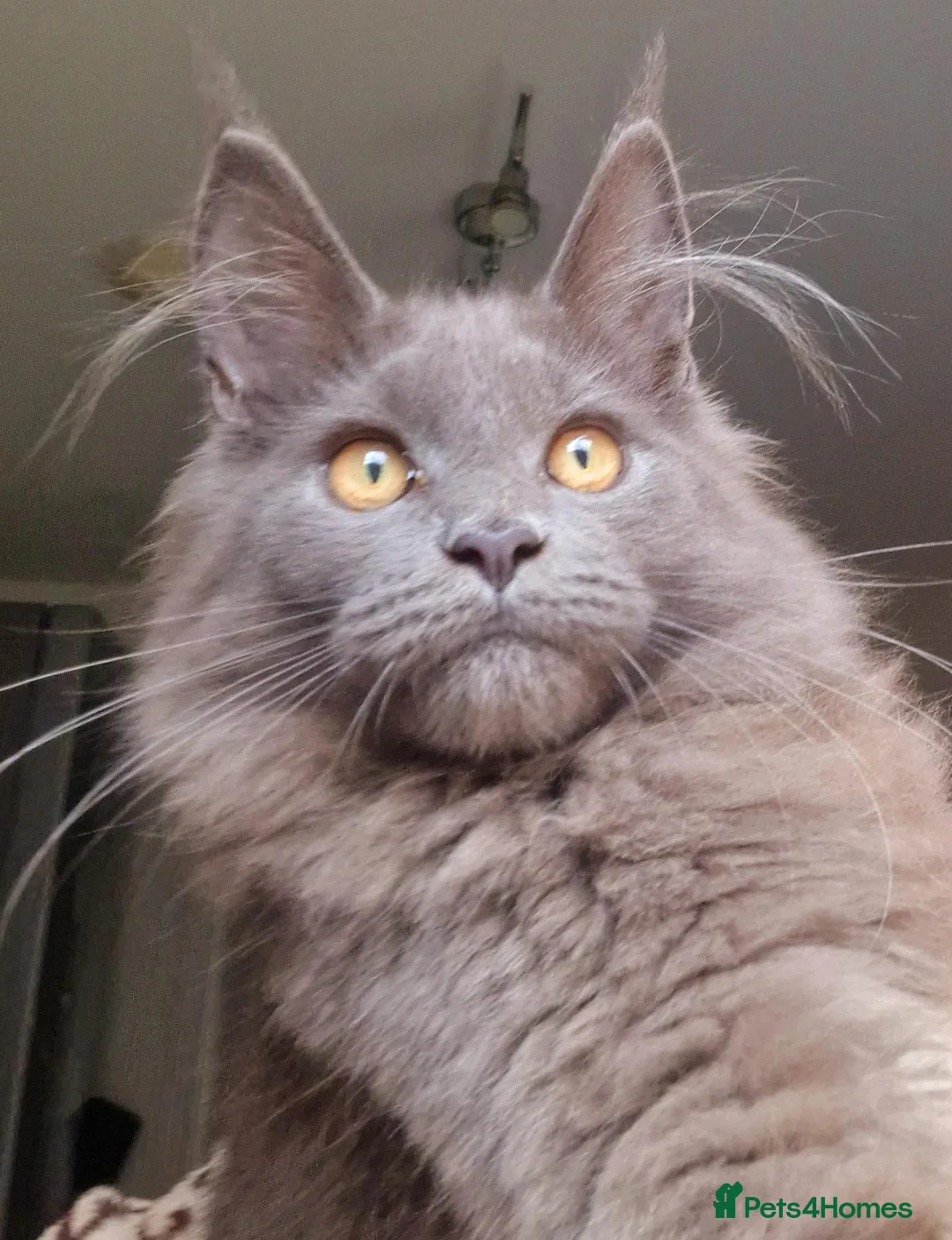 Maine Coon cats for sale: Maine coon kittens  - Advert 1