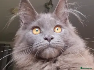 Maine Coon cats Maine coon kittens - Advert 14