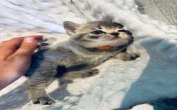 British Shorthair cats for sale: British shorthair kittens  - Image 24