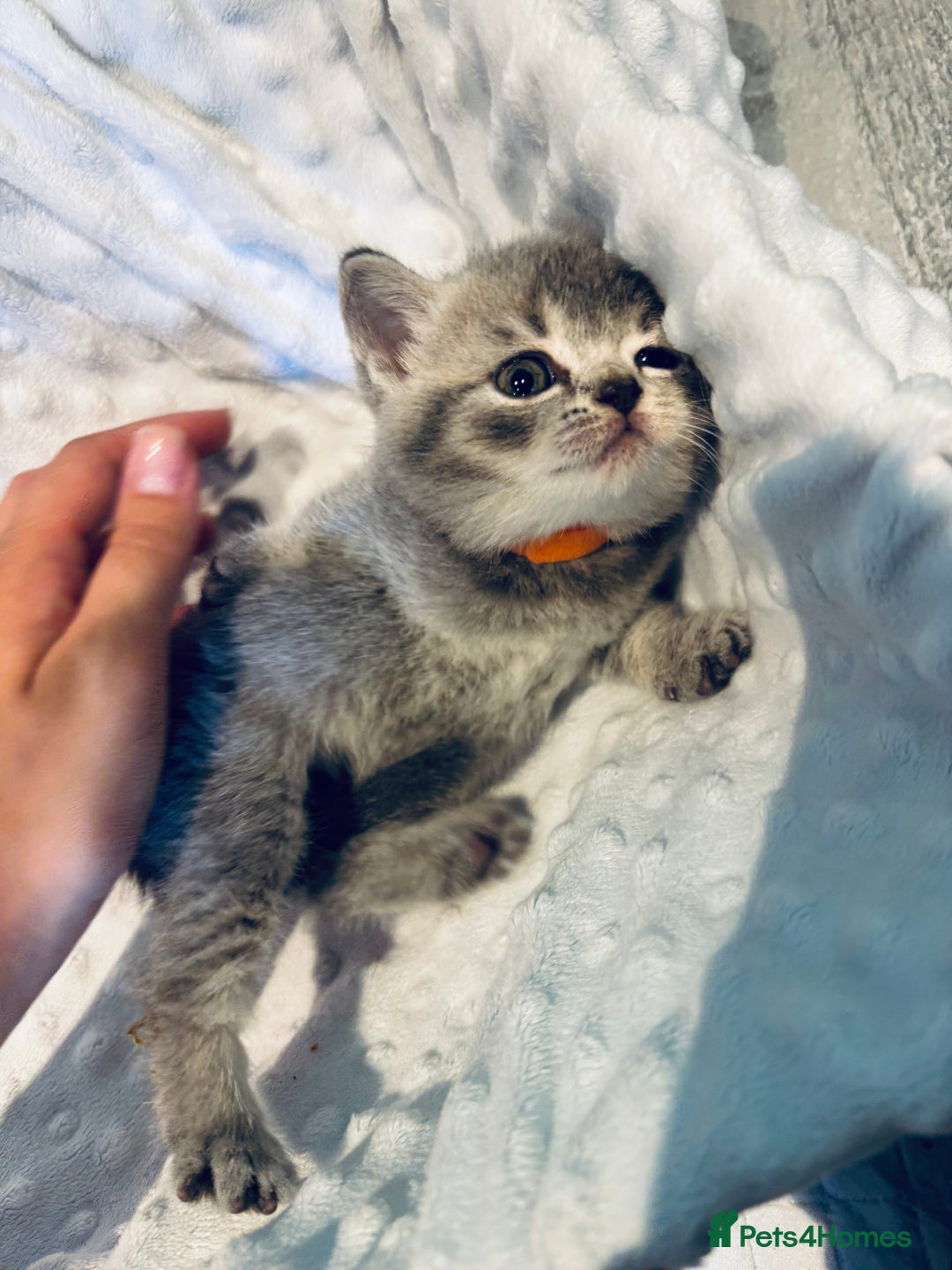 British Shorthair cats for sale: British shorthair kittens  - Image 24