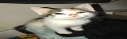 Mixed Breed cats for sale: Beautiful kittens for sale  - Advert 12