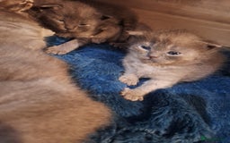 Scottish Fold cats for sale: 7 kittens for sale - ready 16th december - Image 18