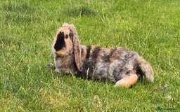 English Lop rabbits for sale: Baby Rabbits - Image 10
