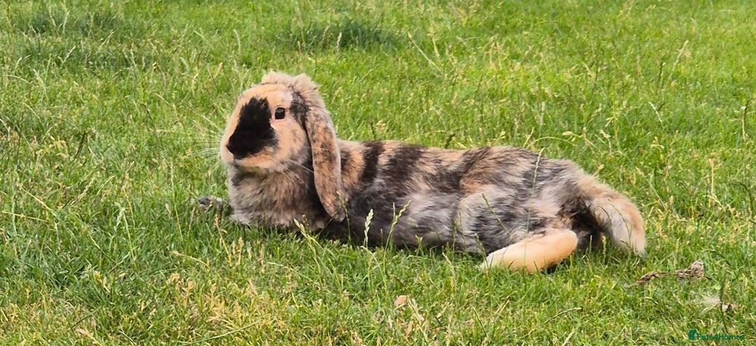 English Lop rabbits for sale: Baby Rabbits - Image 10
