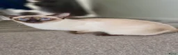 Siamese cats for sale: Siamese kittens  - Advert 9