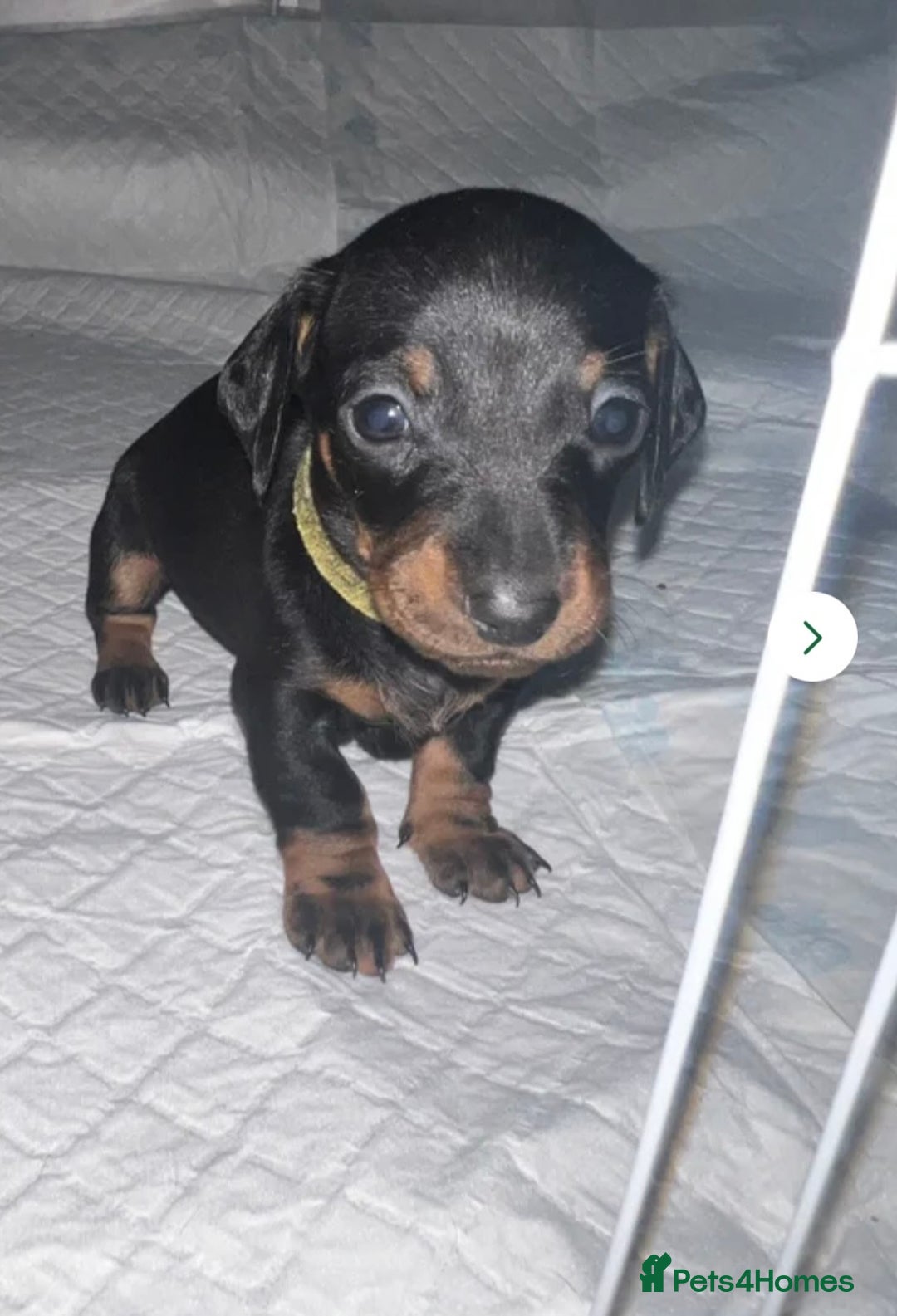 Miniature Dachshund dogs for sale: 9 week old female miniature dachshund  - Advert 1