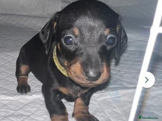 Miniature Dachshund dogs 9 week old female miniature dachshund - Advert 1