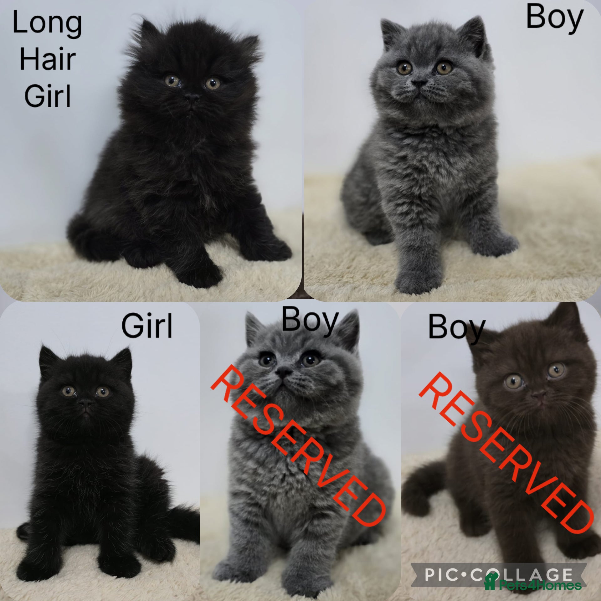 British Shorthair cats Gorgeous British Shorthair & Longhair Kittens - Advert 3
