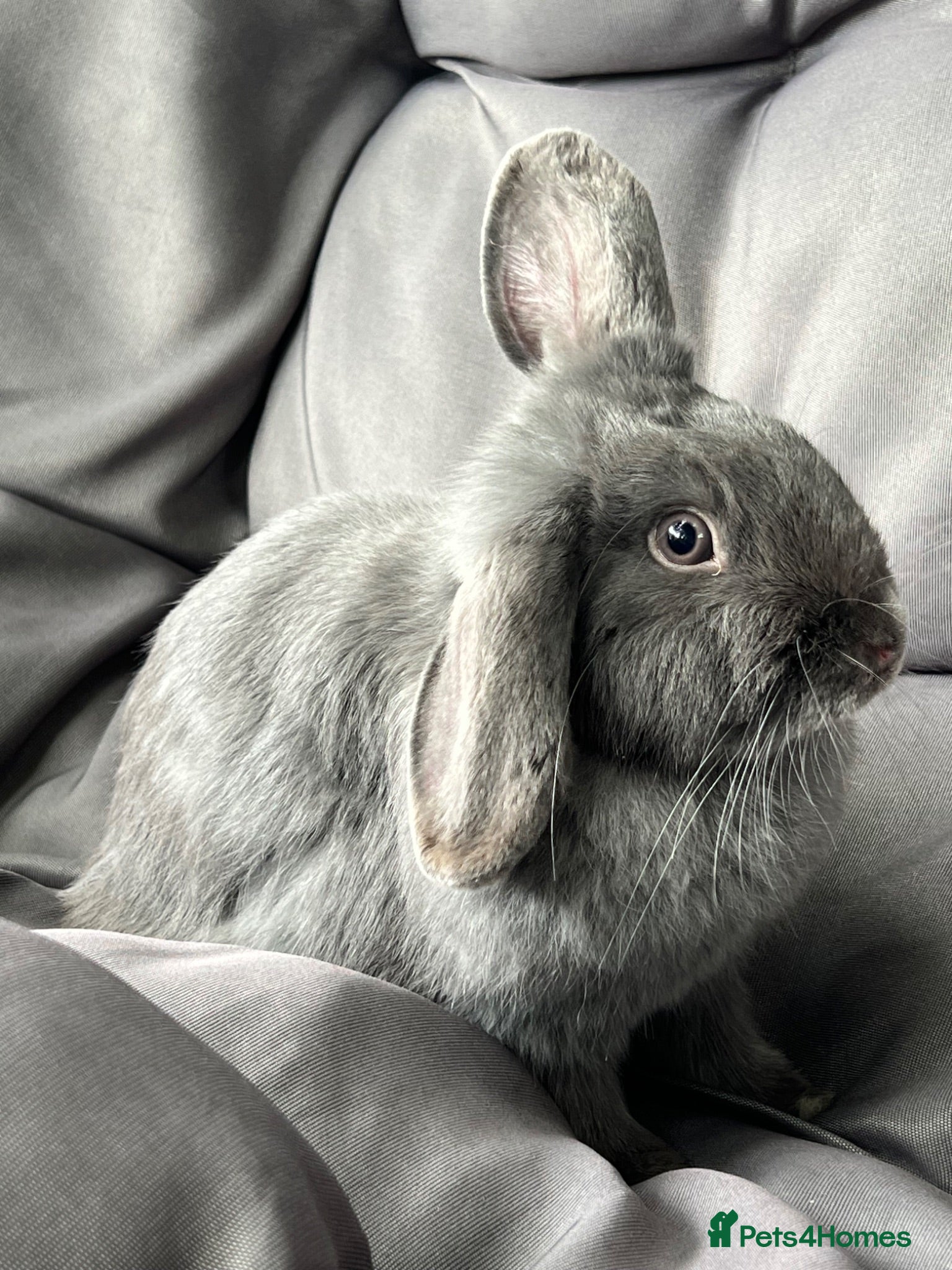 Mini Lop rabbits Mini lop female  - Advert 2