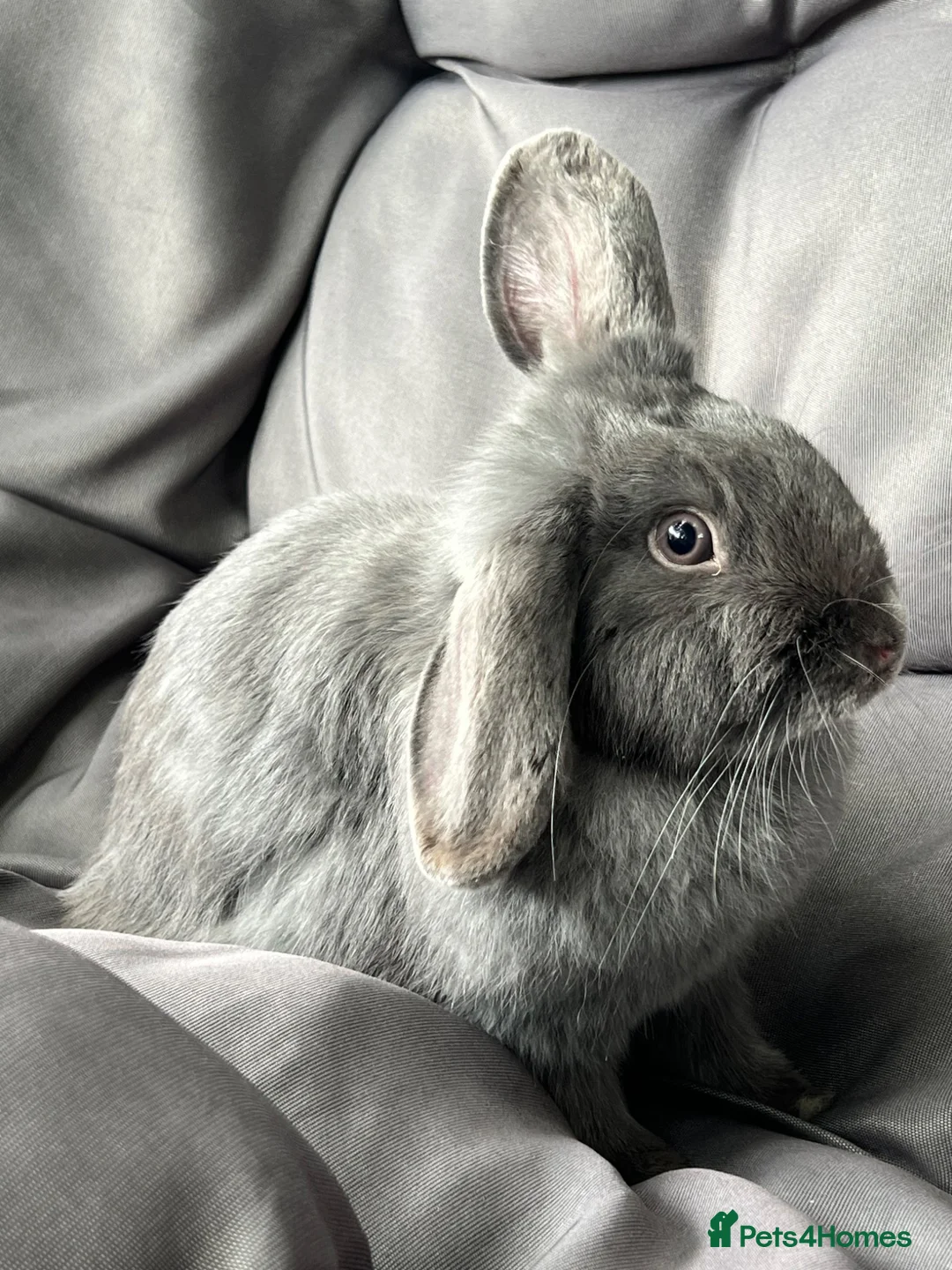 Mini Lop rabbits for sale: Mini lop female  - Advert 2