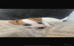 Jack Russell dogs for sale: 5 beautiful jack russel pups  - Image 23