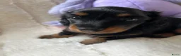 Miniature Dachshund dogs for sale: PICTURE PERFECT little girl  LONG HAIRED  - Advert 4