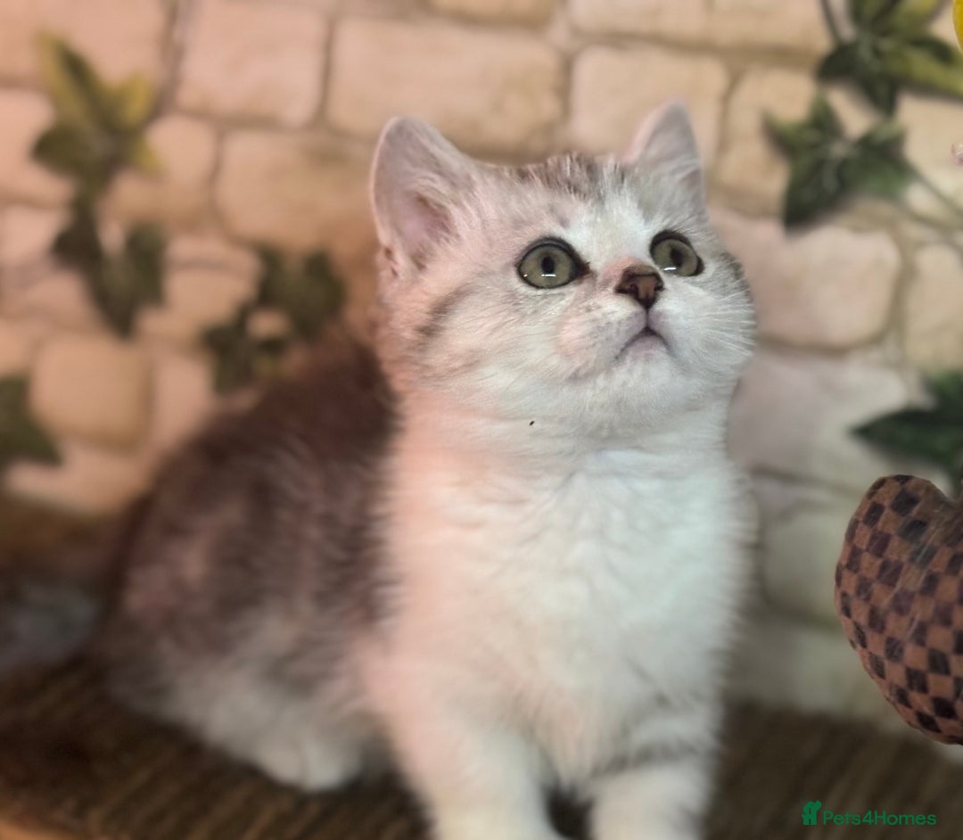 Munchkin cats for sale: Full Pedigree Munchkin Kittens  - Advert 6