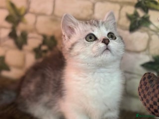 Munchkin cats Full Pedigree Munchkin Kittens - Advert 15