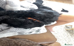Cockapoo dogs for sale: Beautiful F1B Cockerpoos🐶 - Image 22