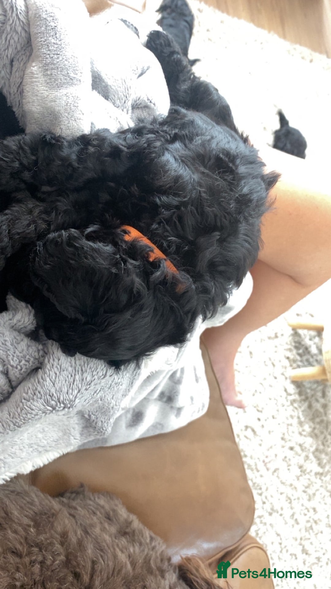 Cockapoo dogs for sale: Beautiful F1B Cockerpoos🐶 - Image 22