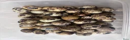 Quail poultry for sale: Coturnix quail eggs in Reading - Advert 3