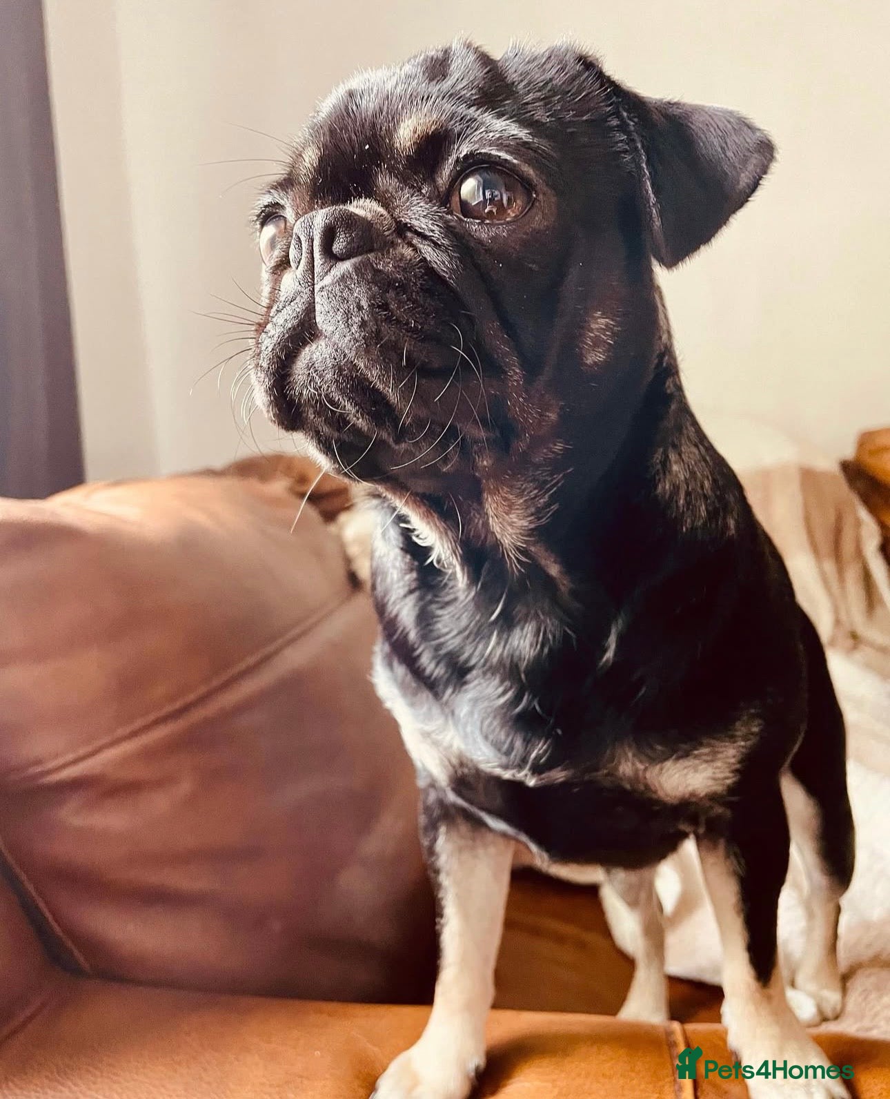 Pug dogs LAST CHOCOLATE PANDA BOY 🥰🥰🤗🤗 - Advert 4