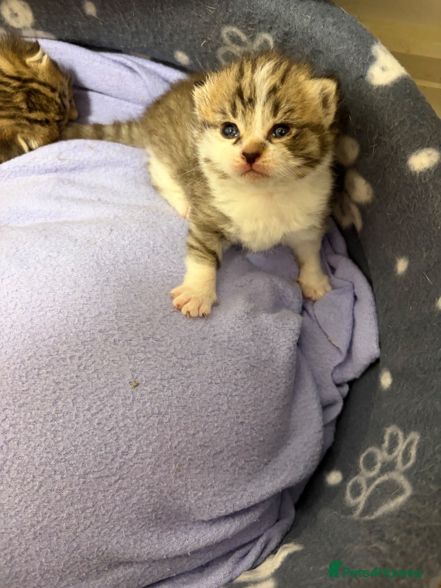 Mixed Breed cats Beautiful Bengal Cross Maine Coon Babies  - Advert 1