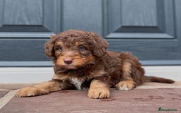 Bordoodle dogs for sale: OUTSTANDING *TRI COLOUR* MINIATURE BORDOODLES - Image 10