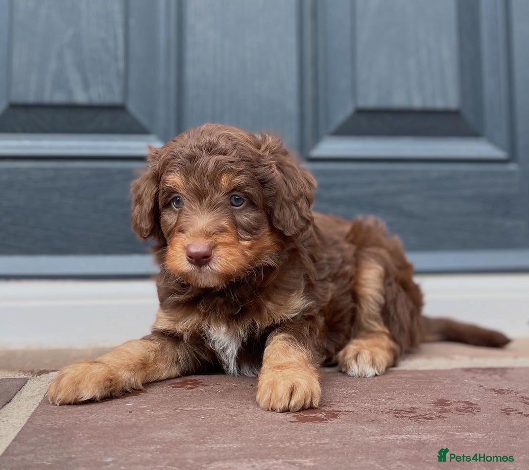 Bordoodle dogs for sale: OUTSTANDING *TRI COLOUR* MINIATURE BORDOODLES - Image 10