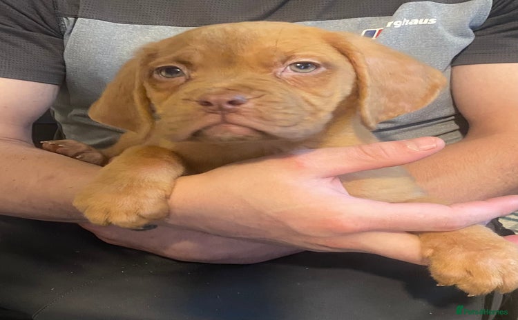 Dogue De Bordeaux dogs - Advert 2
