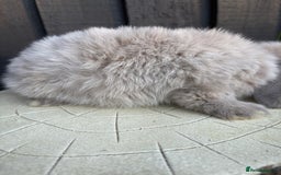 Mini Lion Lop rabbits for sale: mini lion lops ready now  - Image 5