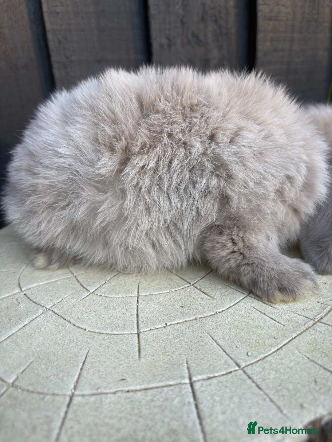 Mini Lion Lop rabbits for sale: mini lion lops ready now  - Image 5
