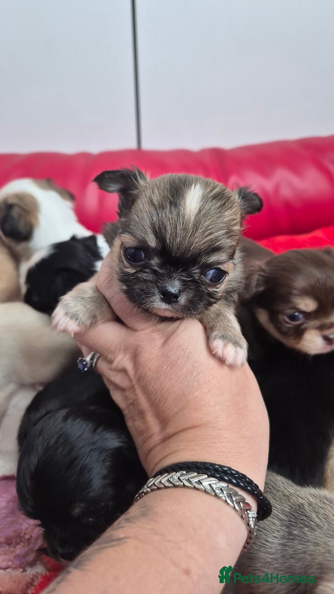Chihuahua dogs for sale: KC registered Chihuahua puppies  - Advert 25