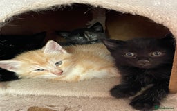 Mixed Breed cats for sale: Kittens for sale - Image 7