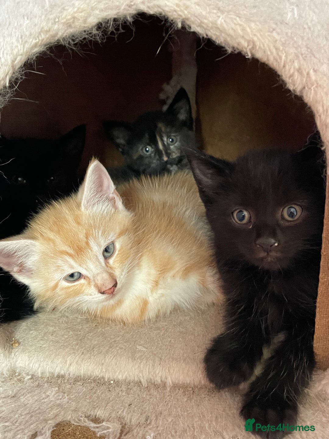 Mixed Breed cats for sale: Kittens for sale - Image 7