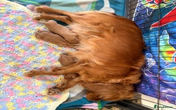 Cavalier King Charles Spaniel dogs for sale: Cavalier King Charles spaniels  - Image 7