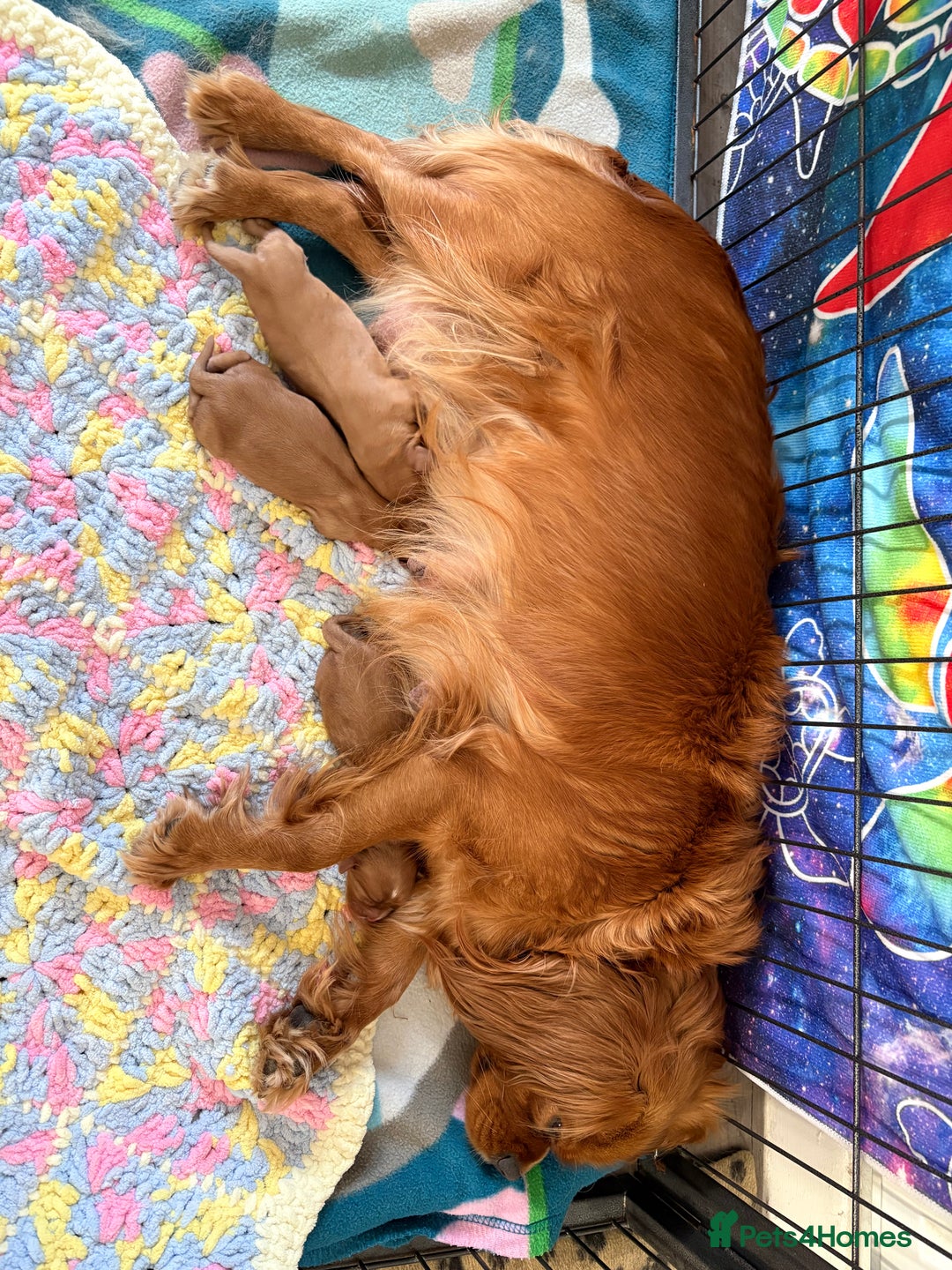 Cavalier King Charles Spaniel dogs for sale: Cavalier King Charles spaniels  - Image 7