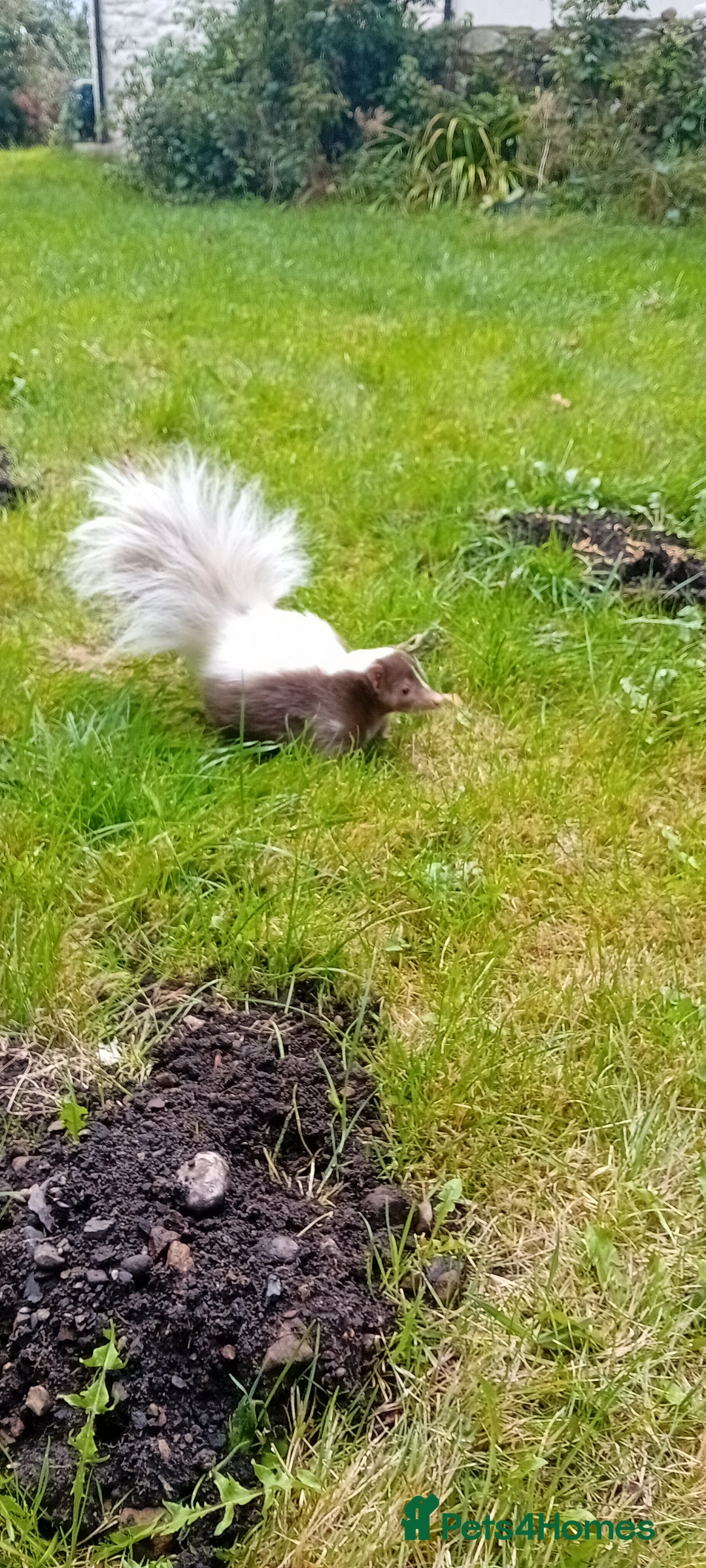 Mixed Breed rodents for sale: Skunk  - Advert 4