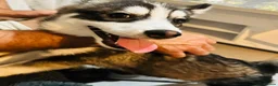 Pomsky dogs for sale: Price reduction Last boy F4 Pomsky  - Advert 12