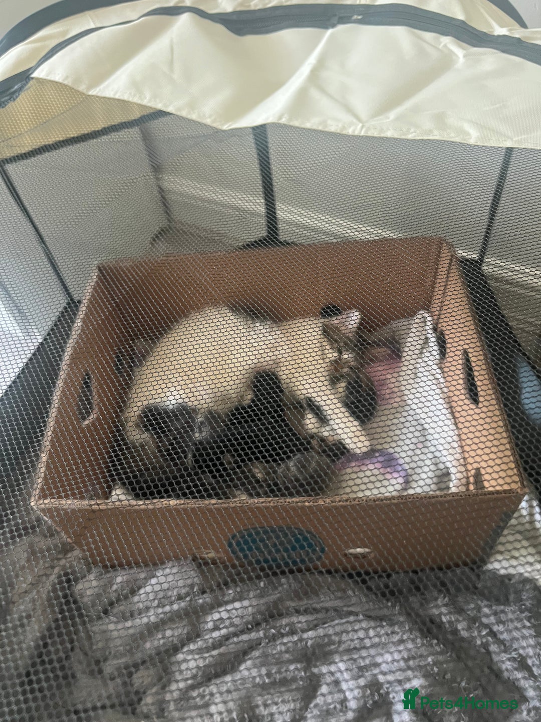Domestic Shorthair cats for sale: 1 loving cute kitten left! - Image 6