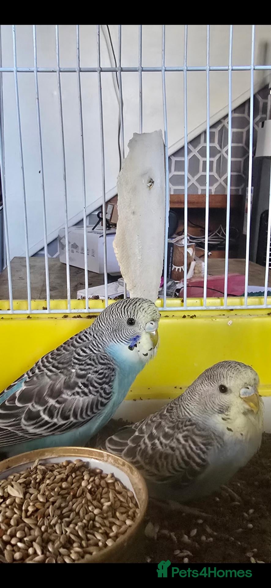 Budgerigars birds Baby Budgies - Advert 17