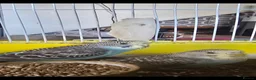 Budgerigars birds for sale: Baby Budgies - Advert 1