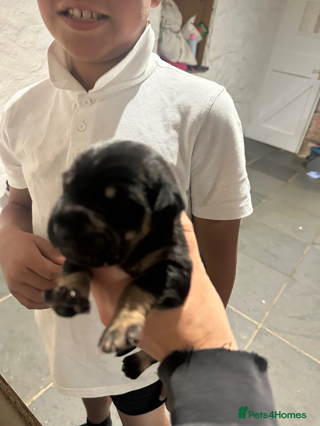 Mixed Breed dogs for sale: Sprocker x sharpei - Advert 10