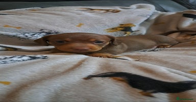 Miniature Dachshund dogs Stunning Miniature dachshund puppies  - Advert 2