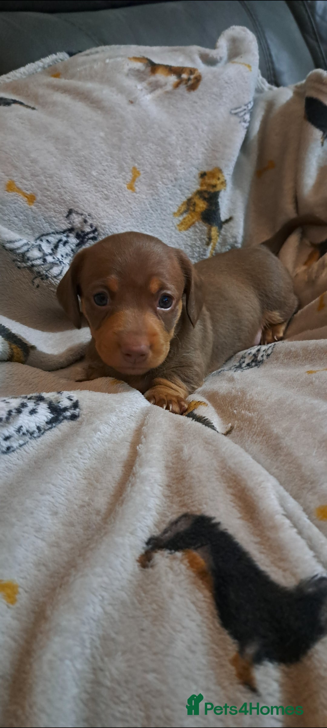 Miniature Dachshund dogs for sale: Stunning Miniature dachshund puppies  - Advert 3