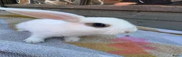 Lionhead rabbits for sale: Beautiful lion head and lion head lops rabbits  - Advert 9