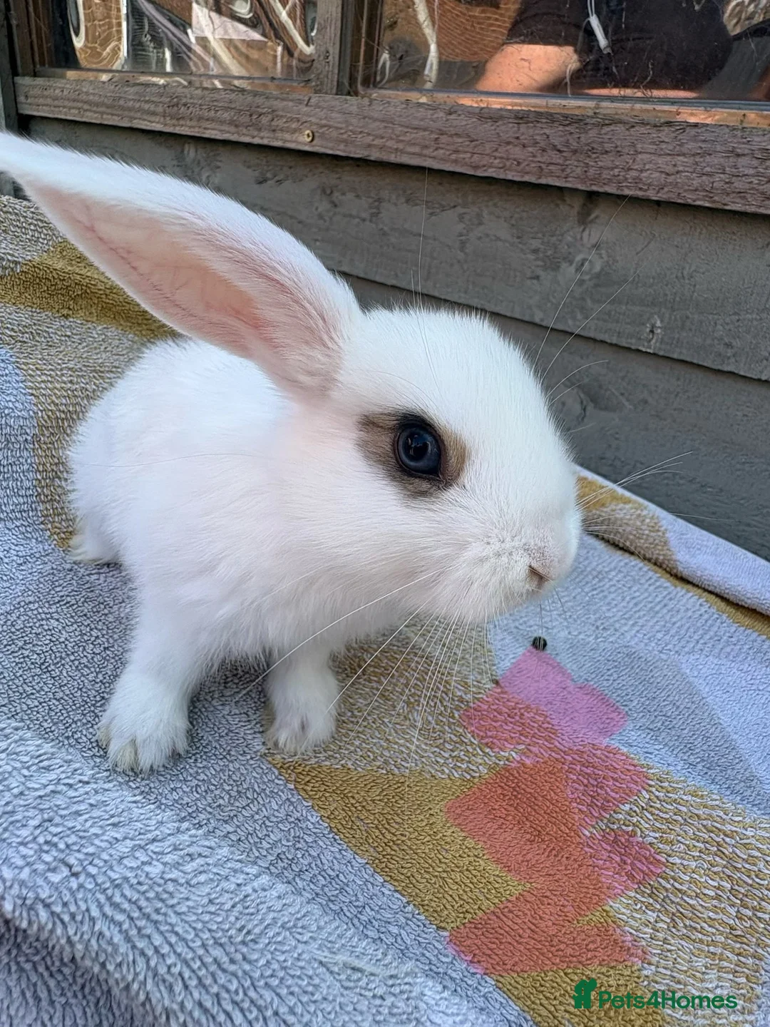 Lionhead rabbits for sale: Beautiful lion head and lion head lops rabbits  - Advert 9