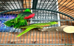 Parakeets birds for sale: Crimson wing parakeets  - Image 6