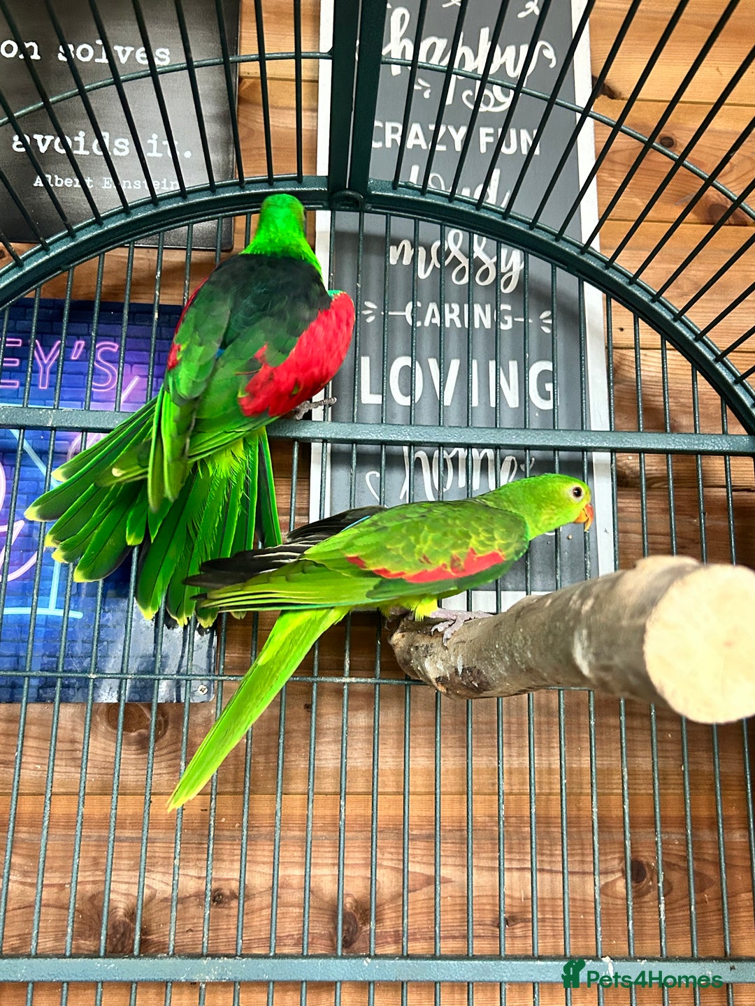 Parakeets birds for sale: Crimson wing parakeets  - Image 6