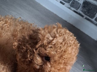 Cockapoo dogs - Advert 30